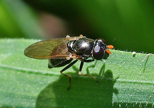 Réf. 356 964 : Cheilosia pagana